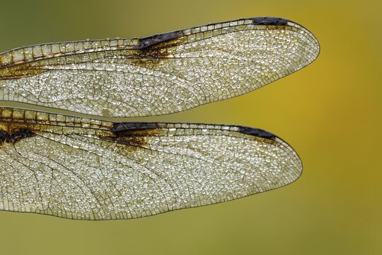 Wings of the four-spotted dragonfly (Libellula quadrimaculata), Ahlhorn, Lower Saxony, Germany