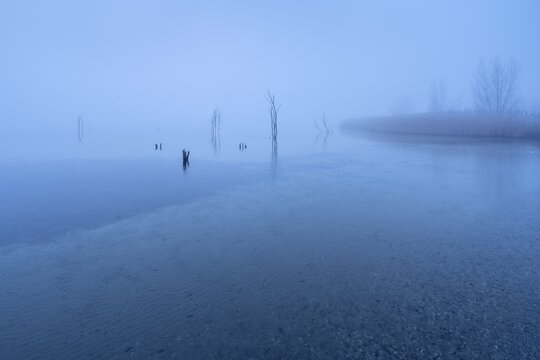 Cold evening in winter at the Geiseltalsee, bare trees and reeds protrude from the water in the fog, thin ice on the lake, M&uuml;cheln, Saxony-Anhalt, Germany