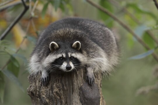 Raccoon (Procyon lotor), Hesse, Germany