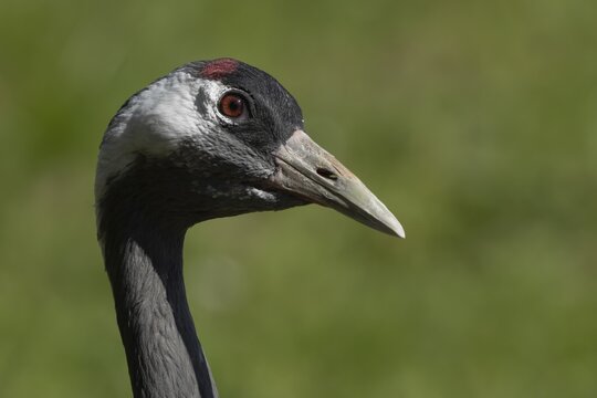 Eurasian or Common crane (Grus grus) adult bird head portrait, England, United Kingdom