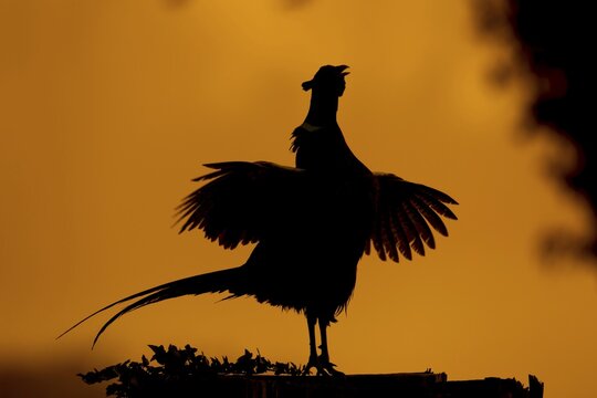 Common pheasant (Phasianus colchicus) adult male game bird calling during its display on a tree stump silhouette at sunrise, Suffolk, England, United Kingdom