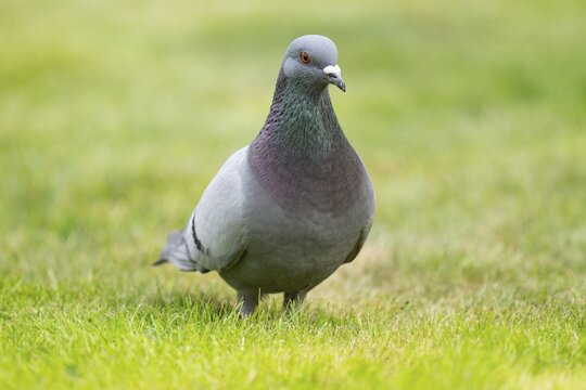 Domestic pigeon (Columba livia domestica) on a lawn, green area in search of food, Lower Saxony, Germany