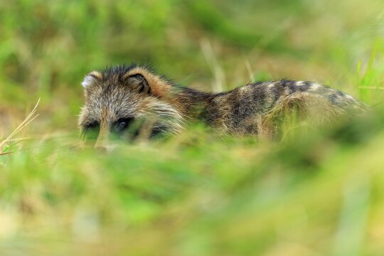 A raccoon dog lies in the grass and is surrounded by vegetation, raccoon dog, (Nyctereutes procyonoides), wildlife, Western Pomerania Lagoon Area National Park, Zingst, Mecklenburg-Western Pomerania, Germany