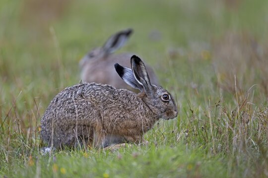 As a rule, brown hares (Lepus europaeus) keep a safe distance from conspecifics on a grazing area, which is why pictures with several hares in one photo outside the mating season are rare, Germany