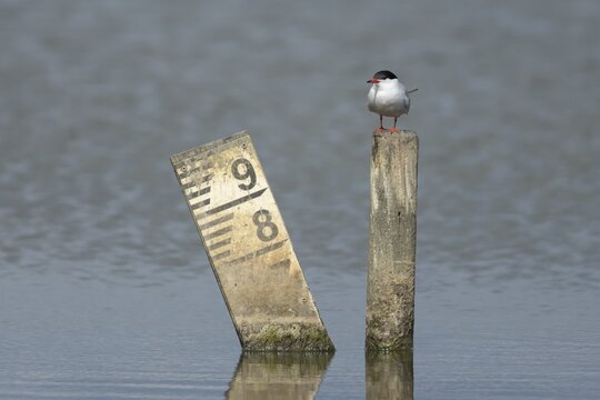 Common tern (Sterna hirundo) adult bird on a post in a lagoon, England, United Kingdom