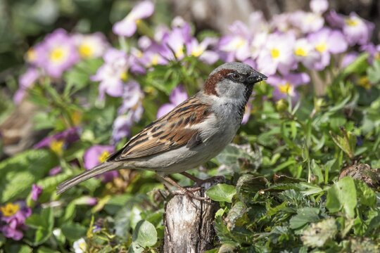 Male house sparrow (Passer domesticus) standing on a branch surrounded by pink flowers in spring-like surroundings, Baden-W&uuml;rttemberg, Germany