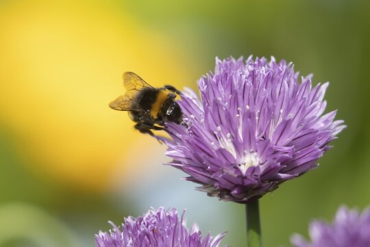 Buff tailed bumblebee (Bombus terrestris) adult bee feeding on a Chives herb flower in an urban garden in summer, England, United Kingdom