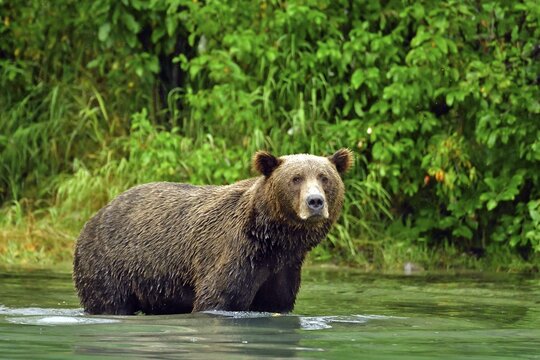 Brown bear (Ursus arctos) standing in the water fishing for salmon, Lake Clarke National Park, Alaska, USA