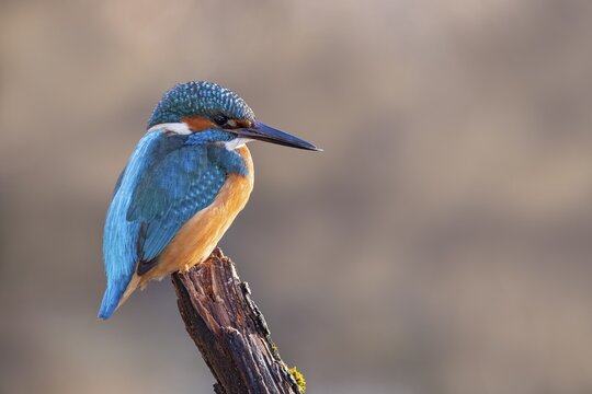 Common kingfisher (Alcedo atthis) on its perch, Tyrol, Austria