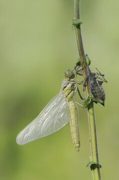 Black-tailed Skimmer (Orthetrum cancellatum), freshly hatched with exuvia, North Rhine-Westphalia, Germany
