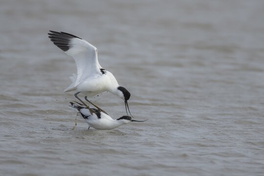 Pied avocet (Recurvirostra avosetta) two adult wading birds mating in a shallow lagoon in the spring, Norfolk, England, United Kingdom