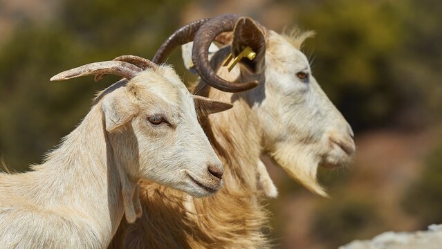 Two goats, white and brown, side by side in nature, goat (s), free-range, central north of the island, mountains, Karpathos, Dodecanese, Greek Islands, Greece