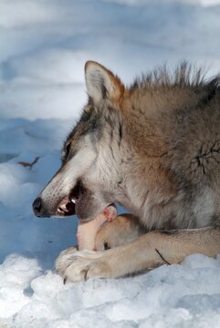 Gray Wolf or Timber wolf (Canis lupus lycaon) gnawing on a bone, Bavarian Forest National Park, Bavaria, Germany, Europe