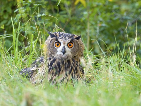Eurasian eagle-owl (Bubo bubo), young bird sitting in the meadow, Wetzlar, Hesse