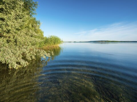 Summer day at the Geiseltalsee, reeds and trees on the shore, blue sky, clear water, Braunsbedra, Saxony-Anhalt, Germany