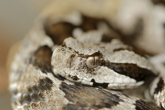 Asia Minor mountain viper or Turkish mountain viper (Montivipera xanthina, Vipera xanthina), captive, occurring in Greece and Turkey