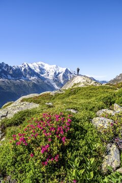 Mountaineer in mountain landscape with alpine roses, mountain panorama with glaciated summit of Mont Blanc, Mont Blanc massif, Aiguilles Rouges, Chamonix-Mont-Blanc, Haute-Savoie, France
