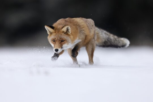 Red fox (Vulpes vulpes) running in a snowy meadow, Czech Republic