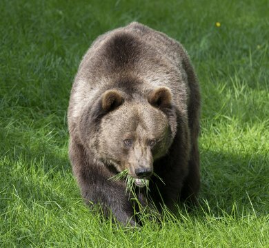 Brown bear (Ursus arctos) eating grass in a forest meadow, Germany