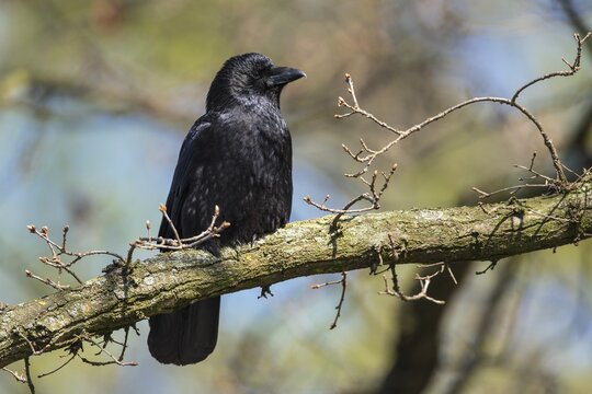 Raven crow ( Corvus corone) in an oak tree, Hannover, Lower Saxony, Germany