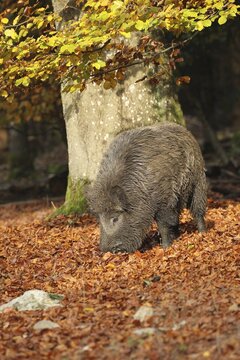 Wild boar (Sus scrofa) Boar looking for common beech (Fagus sylvatica) in autumn forest, Allg&auml;u, Bavaria, Germany
