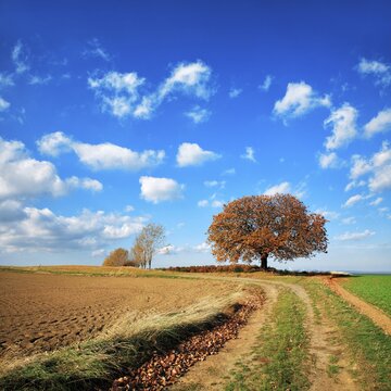 Field path through cultivated landscape in autumn, harvested field, ploughed and harrowed field, blue sky with cumulus clouds, solitary chestnut tree on the horizon, near Hettstedt, Germany ( Sachsen-Anhalt)