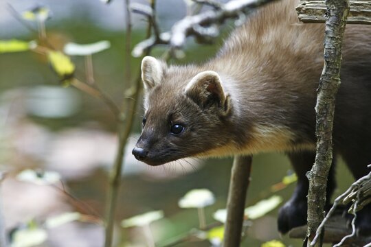 Baum marten or pine marten (Martes martes) outdoor enclosure, National Park Bavarian Forest, Germany