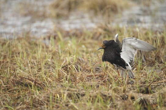 Ruff (Calidris pugnax) Courtship behaviour in the rain at a Tundra lake, Lapland, Northern Norway, Norway, Scandinavia