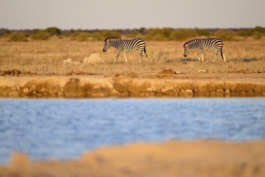 Plains zebra (Equus quagga) at the Nxai Pan waterhole, Nxai Pan National Park, near Gweta, Central District, Botswana