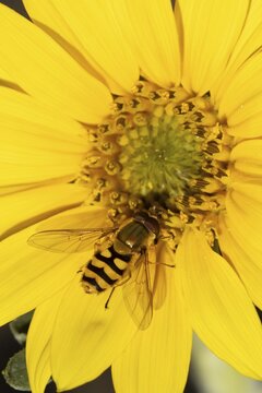 Common hoverfly (Eupeodes corollae) adult insect feeding on a garden yellow sunflower flower in summer, England, United Kingdom