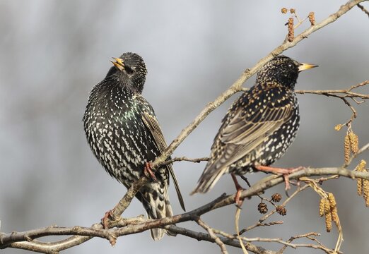 Common starling (Sturnus vulgaris) courts and sings in spring, Allg&auml;u, Bavaria, Germany