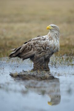 Old white-tailed eagle (Haliaeetus albicilla) standing in the water in winter with a safe view, Kutno, Poland
