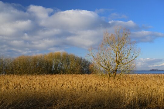 Winter landscape on the shore of Lake D&uuml;mmer, thatch, reeds, clouds, expanse, inland lake, H&uuml;de, Lower Saxony, Germany
