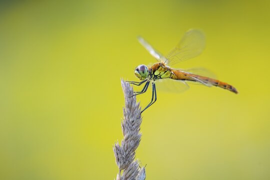 Marsh dragonfly (Sympetrum depressiusculum), Ahlhorn, Lower Saxony, Germany