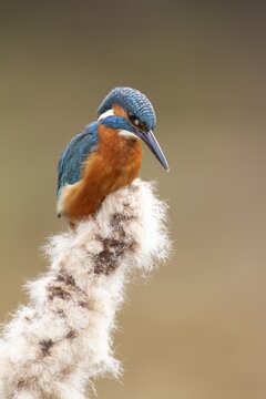 Common kingfisher (Alcedo atthis) adult male bird on a Bullrush plant seed head, England, United Kingdom