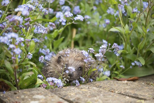 European hedgehog (Erinaceus europaeus) adult animal in a garden a flower border filled with Forget-me-not flowers in springtime, Suffolk, England, United Kingdom