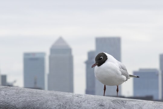 Black headed gull (Chroicocephalus ridibundus) adult bird on the Millenium bridge with office block skyscrapers of Canary Wharf in the background, City of London, England, United Kingdom