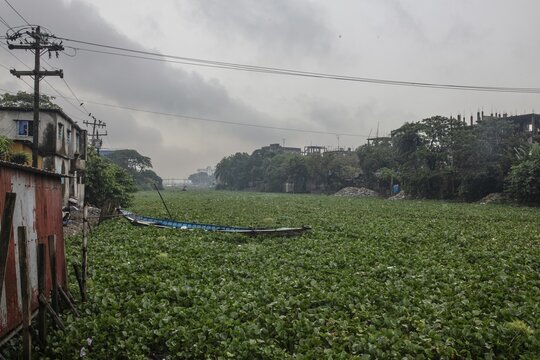 Aquatic plants on a channel of the Buriganga River, Tel Ghat, Dhaka, Bangladesh