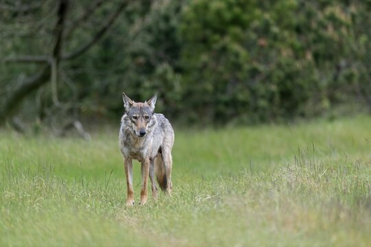 Raising pups is a stressful time for all animals, and this two-year-old wolf pheasant (Canis lupus) seems to be having the same experience, raising pups, Denmark