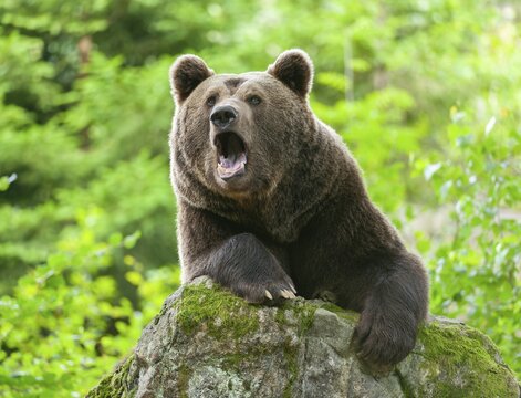 Brown bear (Ursus arctos) lying on a moss-covered rock and yawning, teeth visible, captive, Bavarian Forest National Park, Bavaria, Germany, Germany