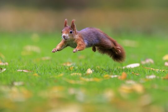 A red squirrel glides sideways across the meadow, sharply captured by soft bokeh and autumnal splashes of color, squirrel (Sciurus vulgaris), wildlife, Germany