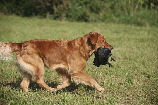 Hunting dog retriever retrieves shot crow (Corvus coroner), Allg&auml;u, Bavaria, Germany