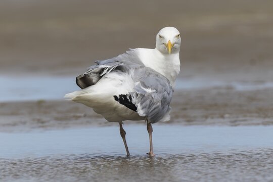 European herring gull (Larus argentatus), standing in shallow water, Texel, West Frisian Islands, Province of North Holland, Holland, The Netherlands