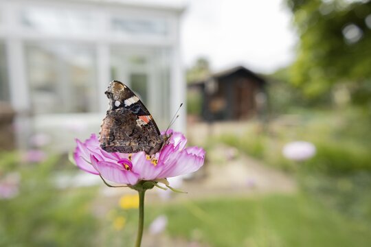 Red admiral butterfly (Vanessa atalanta) adult insect feeding on a garden Cosmos flower with an urban house in the background in summer, England, United Kingdom