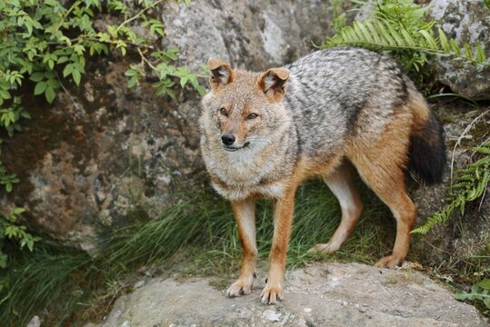 Golden jackal (Canis aureus), captive, occurring in Europe and Asia