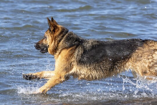 German Shepherd running along the St Lawrence River, Gaspesie Region, Province of Quebec, Canada, North America