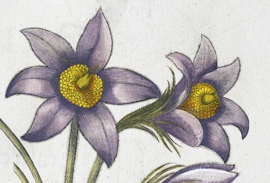Pasque flower (Pulsatilla vulgaris), hand-coloured copperplate engraving by Basilius Besler, from Hortus Eystettensis, 1613