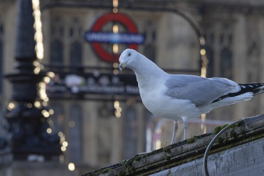 Herring gull (Larus argentatus) adult bird on a wall with a London underground sign in the background, London, England, United Kingdom