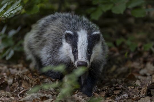 A young badger (Meles meles) searches for worms and insects in the beech leaves, baby animals, cute, cute, cute, nocturnal, Germany