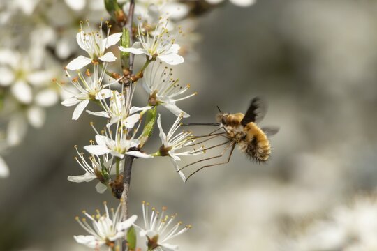 Bee fly (Bombylius major) adult insect feeding on Blackthorn blossom flowers in spring, Suffolk, England, United Kingdom